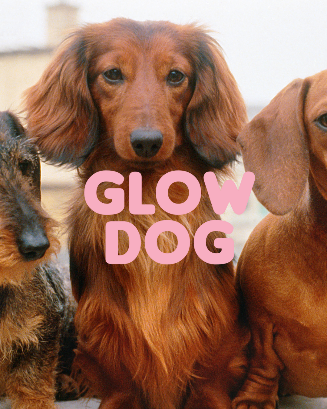 Glow Dog 2-in-1 Vitamin-Shampoo & Conditioner für Hunde