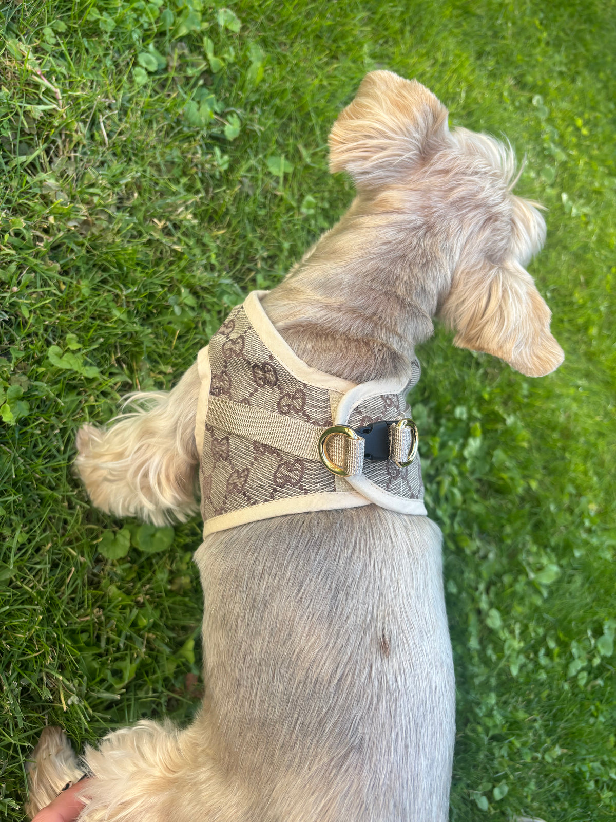 Modisches Hundegeschirr in Beige