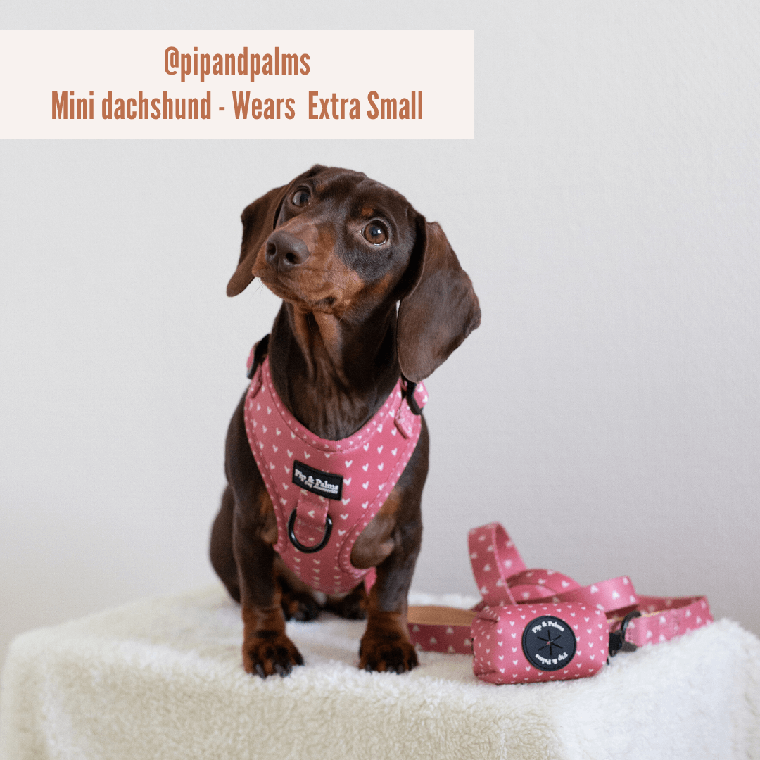 Pip and Palms Love is in the Air Hundegeschirr