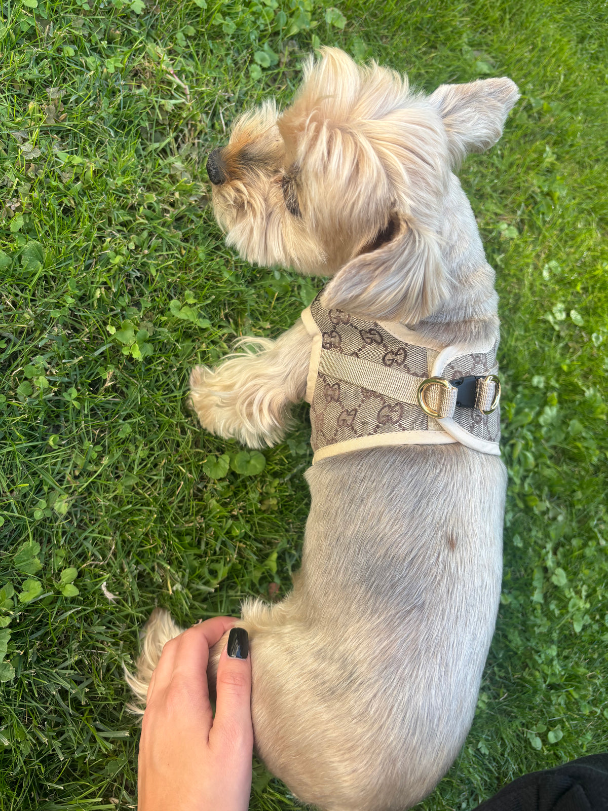 Modisches Hundegeschirr in Beige
