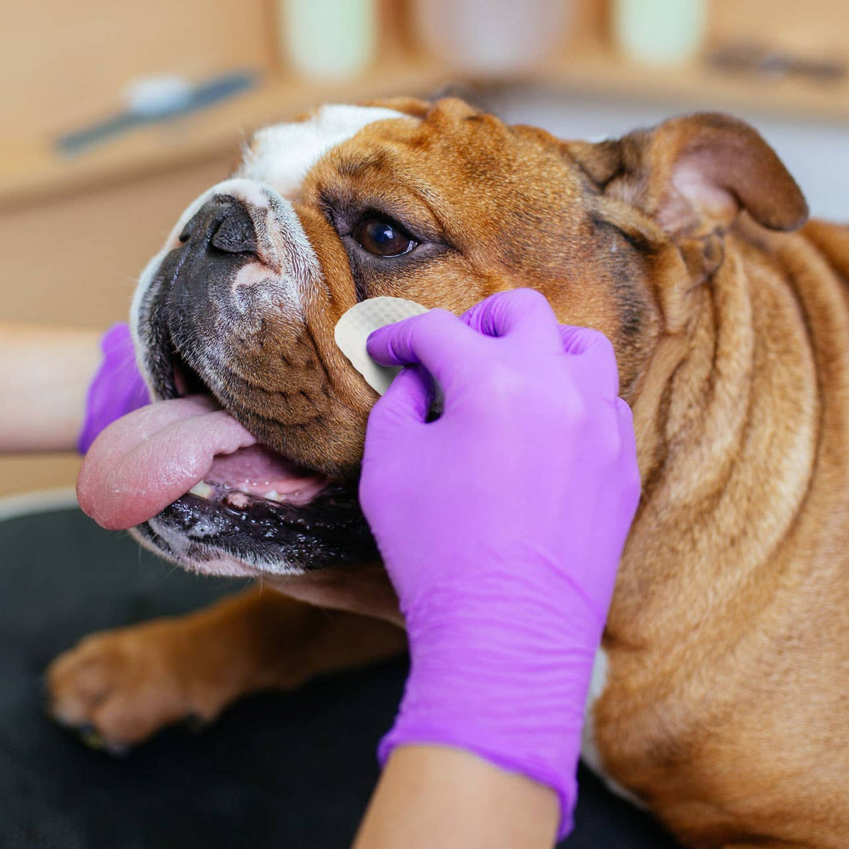 Eye Envy Anti-Wrinkle Wet Wipes for Bulldog Dogs