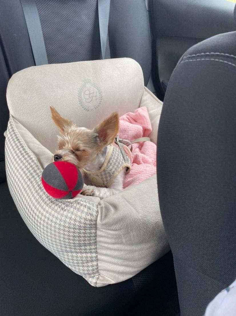 Chloé's Home Berlin beige Hunde-Autositz