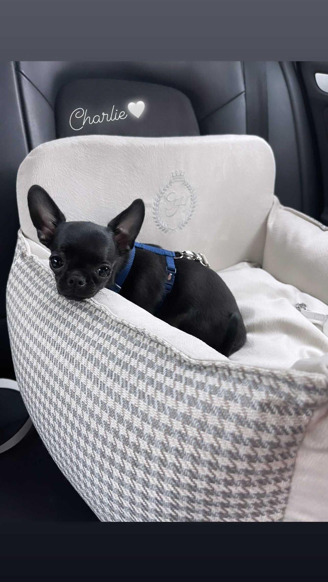 Chloé's Home Berlin beige Hunde-Autositz