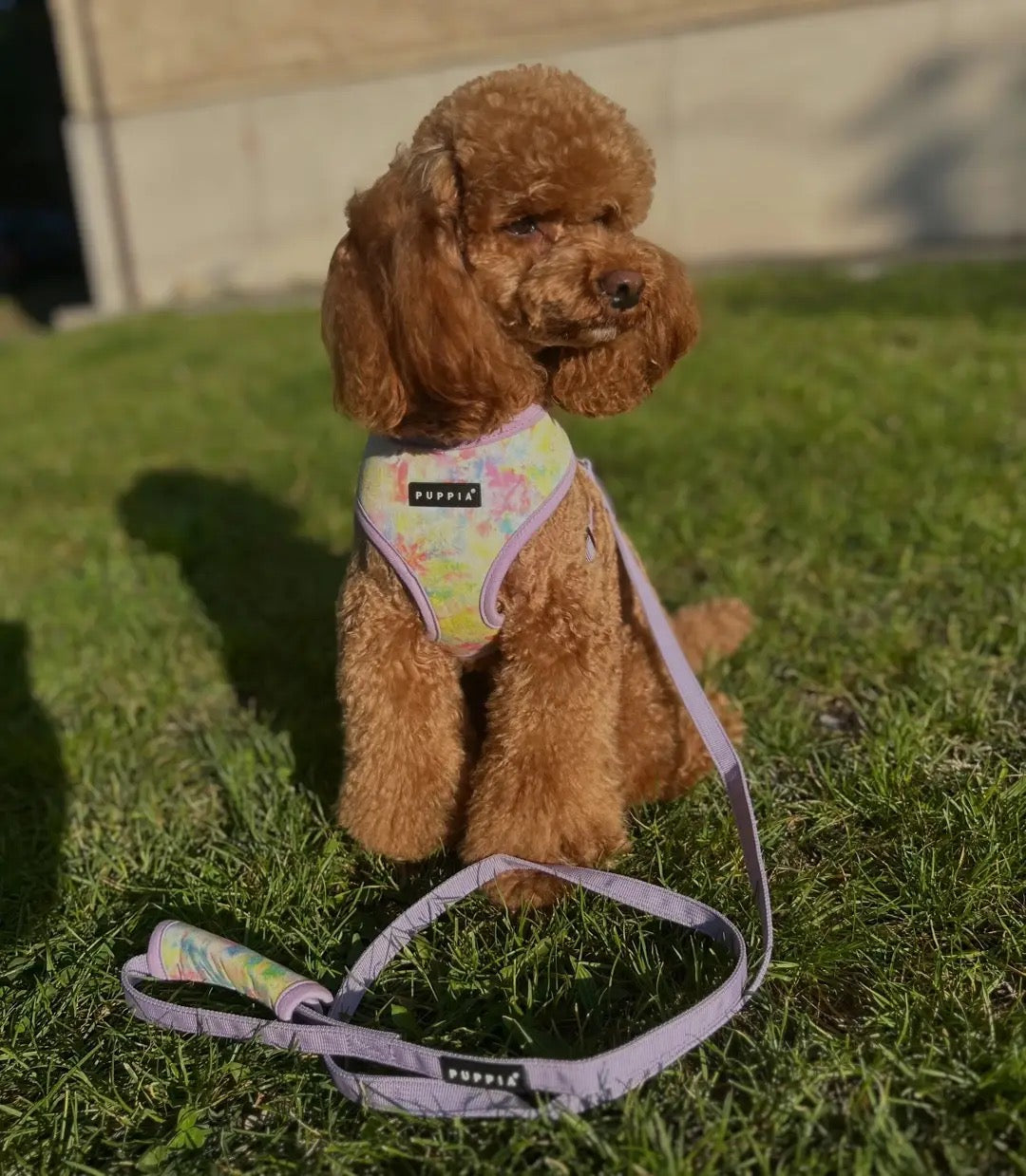Puppia Nola Geschirr + Leine