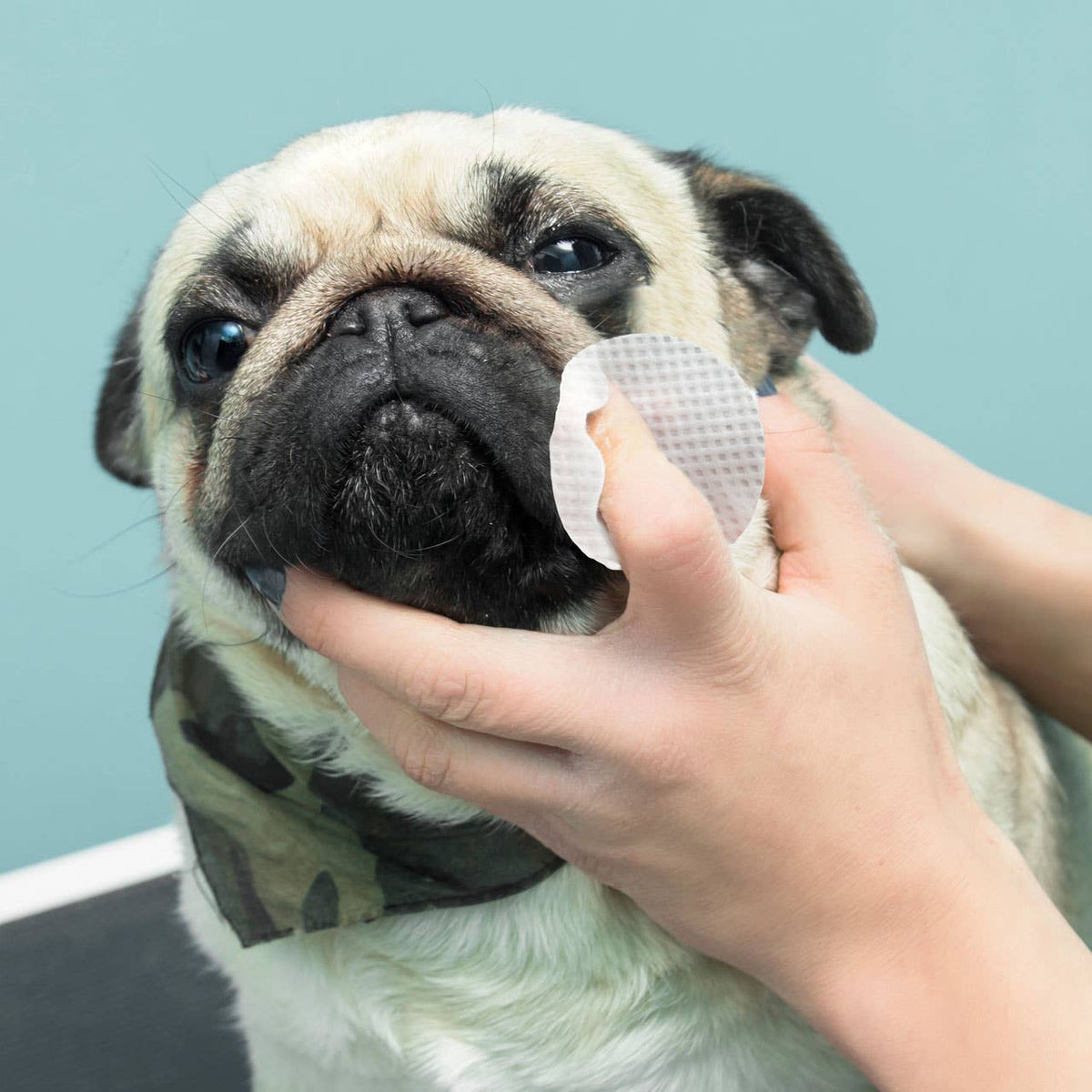 Eye Envy Anti-Wrinkle Wet Wipes for Bulldog Dogs